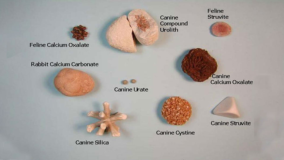 batu saluran kemih 2